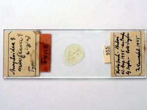 neoflava Htype s.JPG