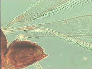 pannonica 'Type' 1.jpg