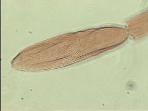 pannonica 'Type' 10.jpg