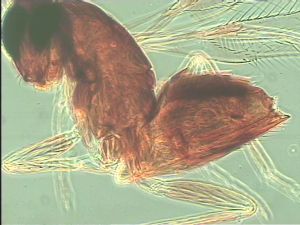 pannonica 'Type' 11.jpg