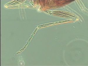 pannonica 'Type' 12.jpg