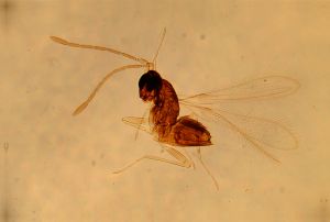 pannonica 'Type' 13.jpg