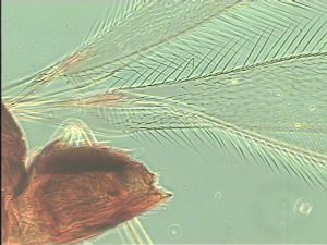 pannonica 'Type' 2.jpg