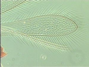 pannonica 'Type' 3.jpg