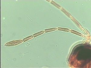 pannonica 'Type' 4.jpg