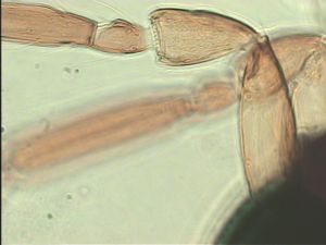 pannonica 'Type' 5.jpg