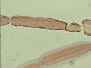 pannonica 'Type' 6.jpg