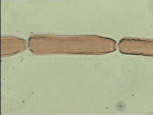 pannonica 'Type' 7.jpg