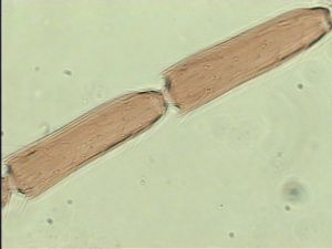 pannonica 'Type' 8.jpg