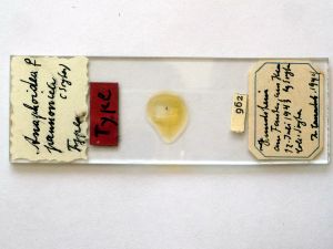 pannonica 'Type' s.JPG