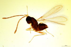 pannonica Soyka 'Type' 0.jpg