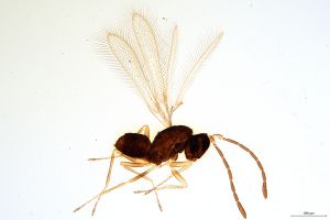 piceicornis  Soyka Htype 0.jpg