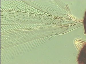 piceicornis Htype 1.jpg