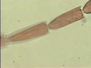 piceicornis Htype 10.jpg