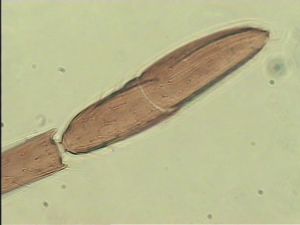 piceicornis Htype 11.jpg