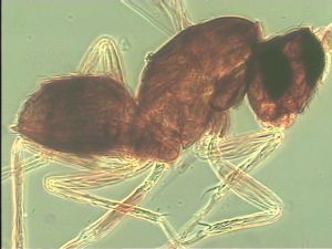 piceicornis Htype 12.jpg