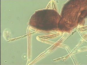 piceicornis Htype 13.jpg