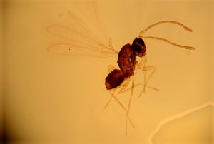 piceicornis Htype 14.jpg