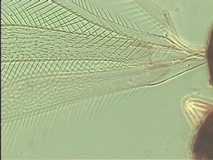 piceicornis Htype 2.jpg