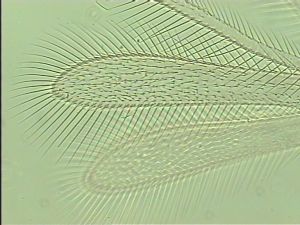 piceicornis Htype 3.jpg