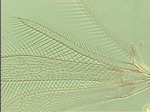 piceicornis Htype 4.jpg