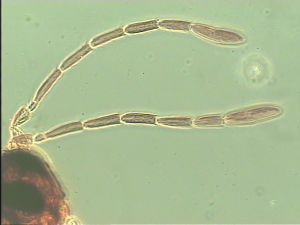 piceicornis Htype 5.jpg