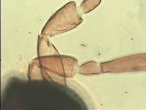 piceicornis Htype 6.jpg