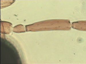 piceicornis Htype 7.jpg