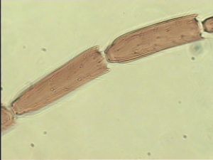 piceicornis Htype 8.jpg