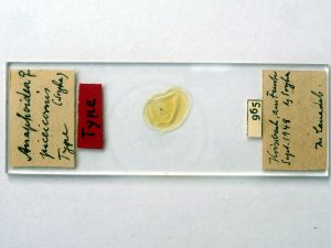 piceicornis Htype s.JPG