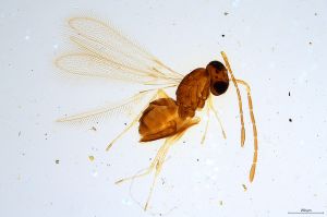 rufa  Soyka Htype 0.jpg