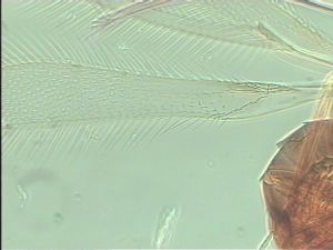 balteata 'Type' 1.jpg