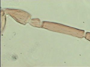 balteata 'Type' 10.jpg