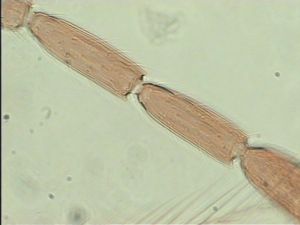 balteata 'Type' 13.jpg