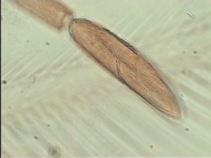 balteata 'Type' 14.jpg