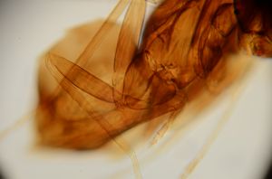 balteata 'Type' 15.jpg