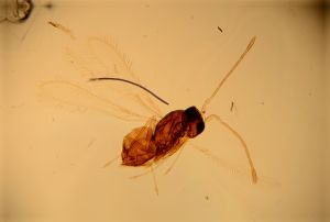 balteata 'Type' 16.jpg