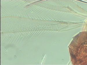 balteata 'Type' 2.jpg