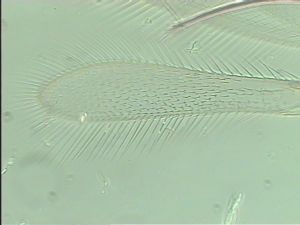 balteata 'Type' 3.jpg