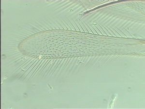 balteata 'Type' 4.jpg