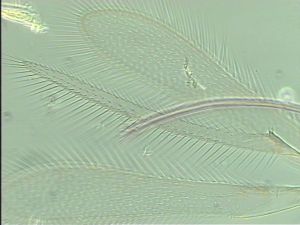 balteata 'Type' 6.jpg