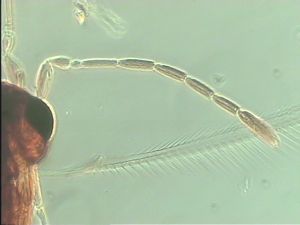 balteata 'Type' 7.jpg