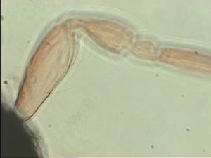 balteata 'Type' 9.jpg