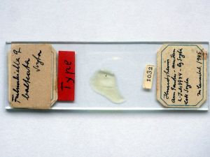 balteata 'Type' s.JPG