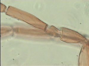 campestris Htype 1.jpg