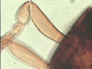 campestris Htype 2.jpg