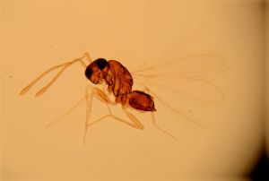 campestris Htype 3.jpg