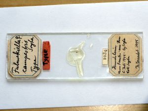 campestris Htype s.JPG