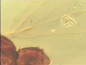 communis Htype 1.jpg