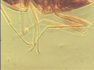 communis Htype 10.jpg